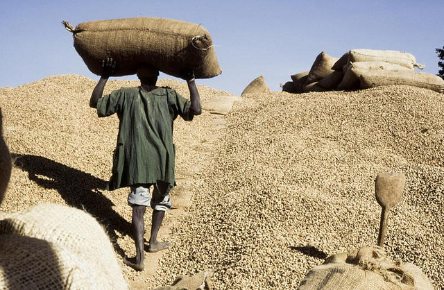 Entre performance industrielle et justice paysanne : redéfinir les indicateurs de réussite de la campagne arachidière au Sénégal