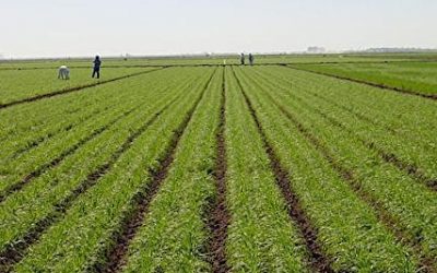 DAKAR, FUTURE CAPITALE DE L’AGRICULTURE MONDIALE