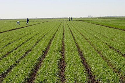 DAKAR, FUTURE CAPITALE DE L’AGRICULTURE MONDIALE