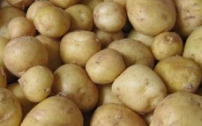 À propos de la pomme terre Sénégalaise et de mon passage sur trade fm Par Amar SALL