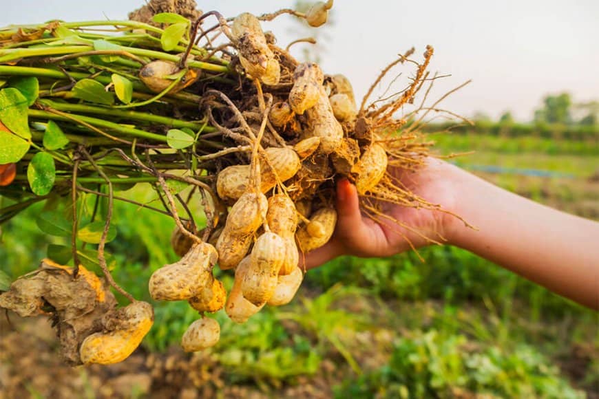 Linguère : « L’Etat, avec ses partenaires,devait hausser le prix du kilogramme d’arachides jusqu’à 350 frs (Syndicat paysans)