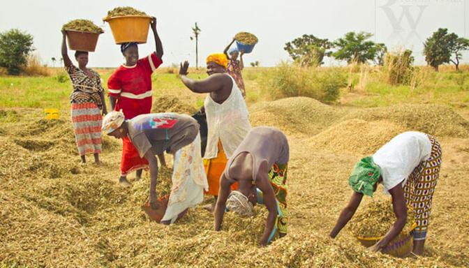 Développement de l’agriculture au Sénégal : Les pertes post-récoltes estimées à 40% pourraient atteindre un taux de 70 à 80%