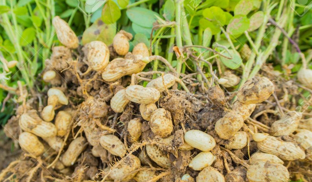 Production arachidière au Sénégal en 2021 : Baisse de 119 682 tonnes par rapport à 2020