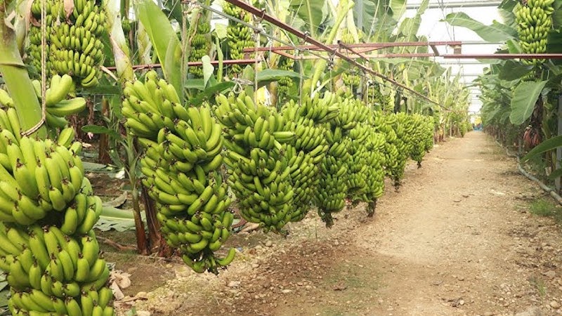 Vers une autosuffisance en bananes en 2024 (Aly Ngouille Ndiaye)