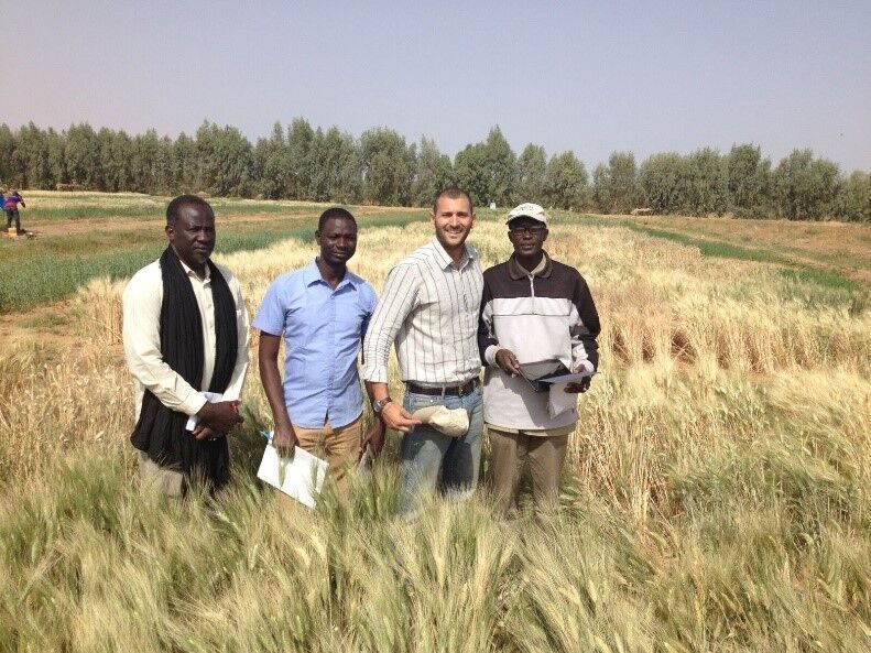 La culture de blé dans une phase expérimentale,  »un millier d’hectares » visé en novembre